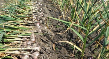 Jak správně sušit česnek doma po vykopání?